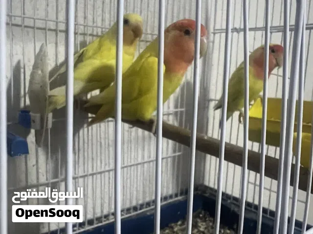 2كوبيات بركاديلو مشاءالله