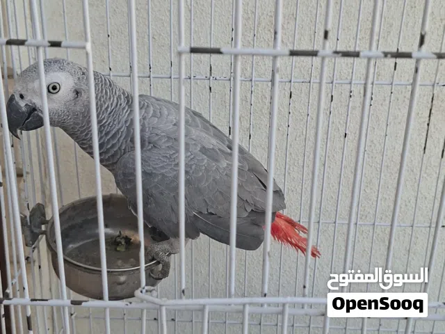 ببغاء الافريقي للبيع