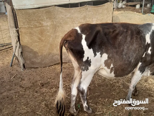 بقره ضفاريه