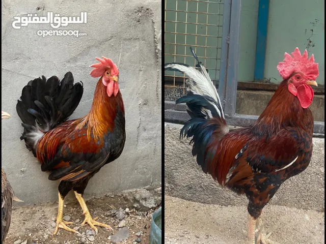 ديج كويتي و ديج عربي للبيع اقراء تفاصيل