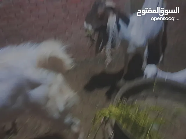 3 جديان حجازي علي باكستاني