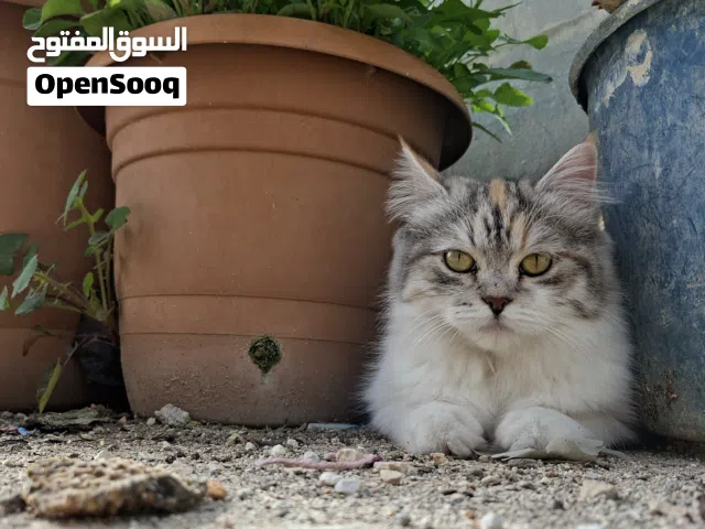 قطة شنشيلا الفارعة طوباس