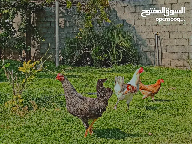 فرريج عربي