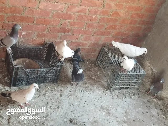 حمام للبيع 250 جنية