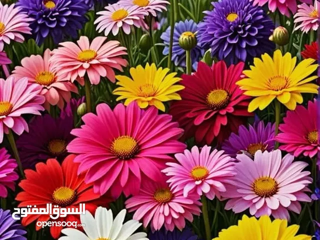 Elementary Teacher in Tripoli