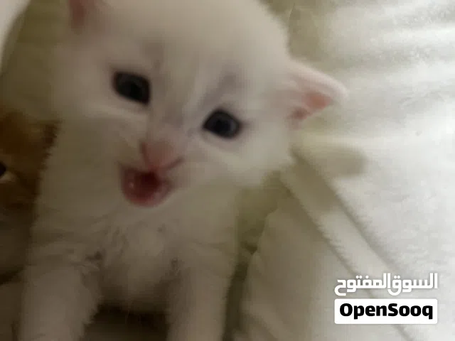 قط مولود جديد ابيض