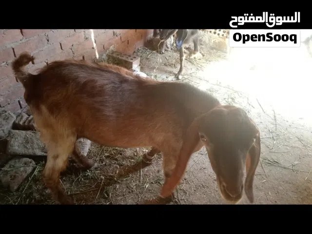 ماعز للبيع قطيع مكون من ذكر وثلاث ايناث الجدي خليط. شامي ونتاية خليط بلدي و2 بلدي فيهم لحم وفيهم قني