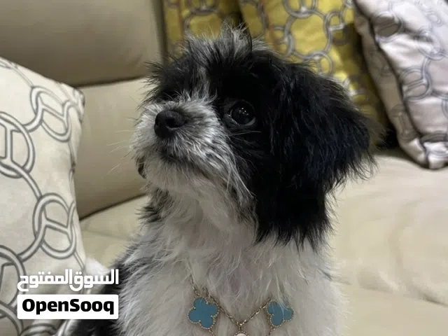 جرو لطيف جدا و بحب اللعب