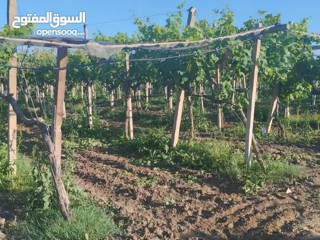 4 هكتار بها 82 زيتونه كبار في عقارب