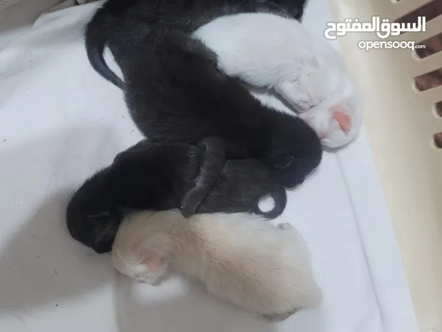 للبيع عمر ايام توصل للحجز
