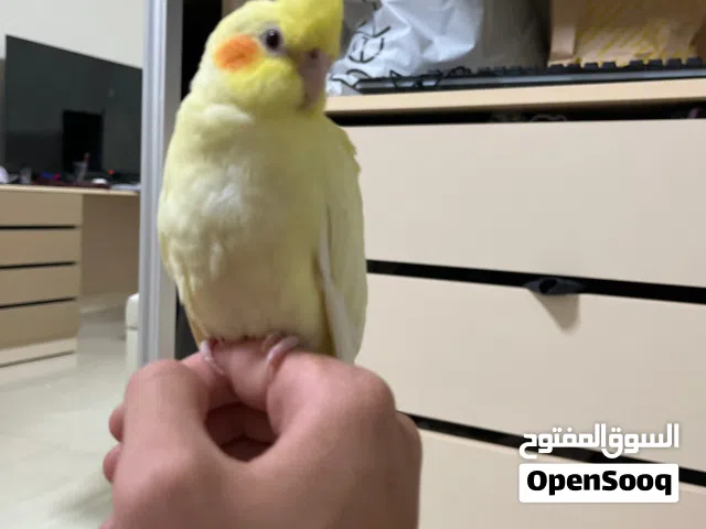 طير كوكتيل طفرة لاتينو عمر 3 اشهر عجينة بل أيد صلاة النبي أليف عل صغار قبل الكبار مدرب هدد