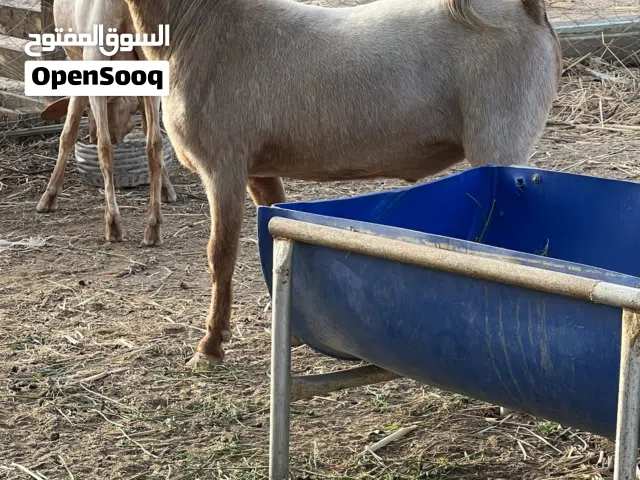 ذبايح العيد