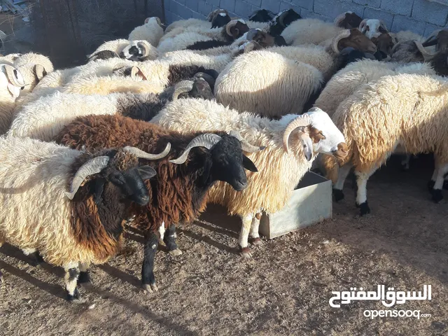 بركس عيد للبيع جملة _كاش بس_ ساوم في القدو وتعالا قلب بروحك وشوفة العين مش زي قولت قال