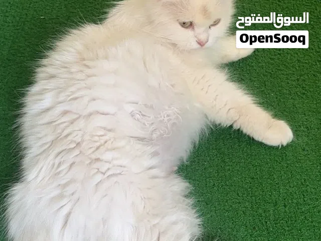 قطه شيرازيه حامل