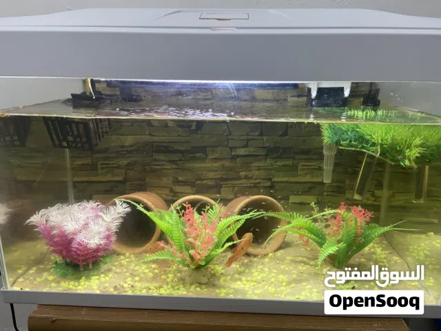 حوض سمك فقط للبيع مقاس 30/60