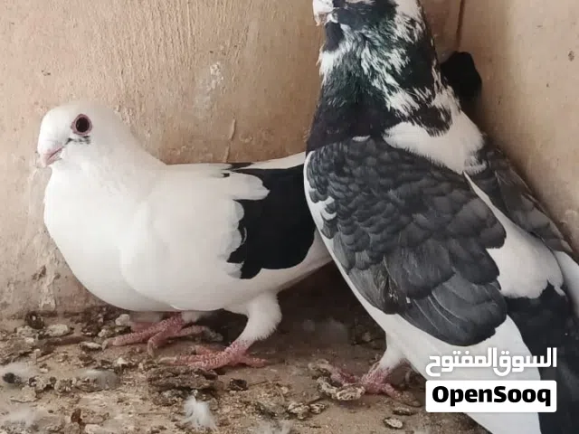 جوز مرقع قراقطه علا عجميه