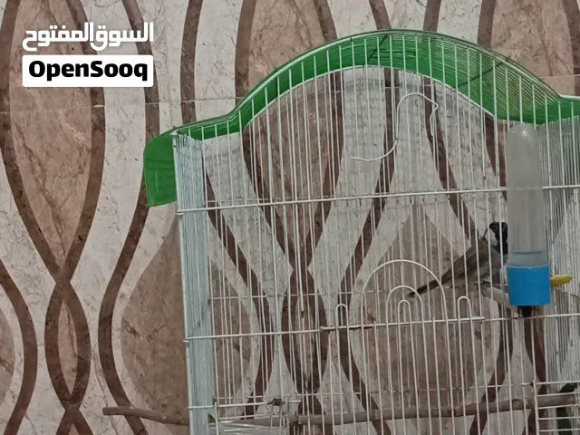 بلبل وحشي للبيع