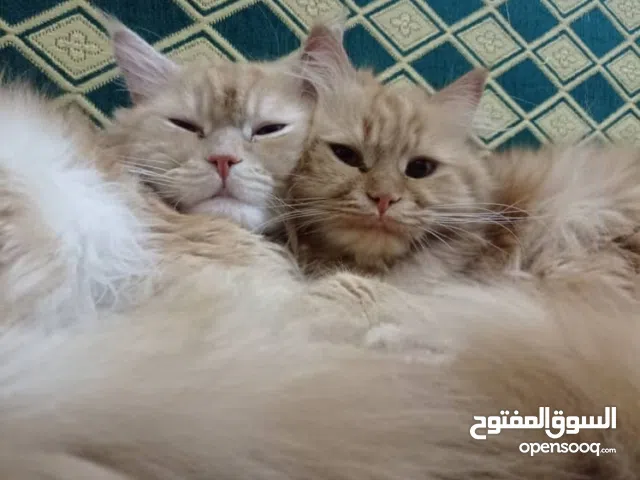 قطط شيرازي دكر وانثي ب لونين بني غامق وفاتح الوان نادره ب 13 الف ريال