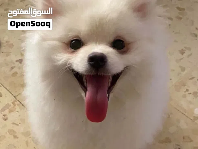 Male Pomeranian بوميرانيان ذكر