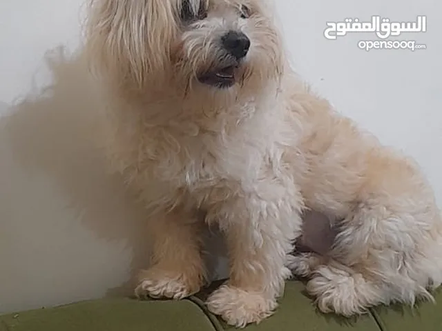 كلاب زينة للبيع بداعي السفر