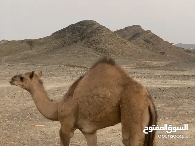 قعود للبيع