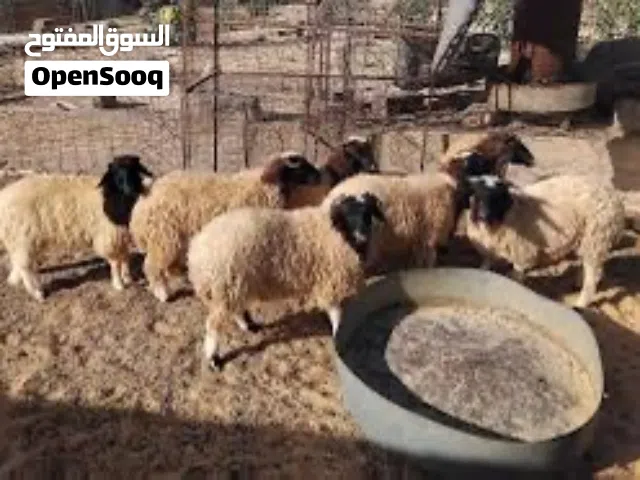 حواله للبيع العمر ديما 4 شهور و في 6 شهور سعر باقل