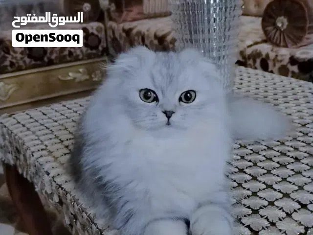 قطه سكوتش فولد سلفر