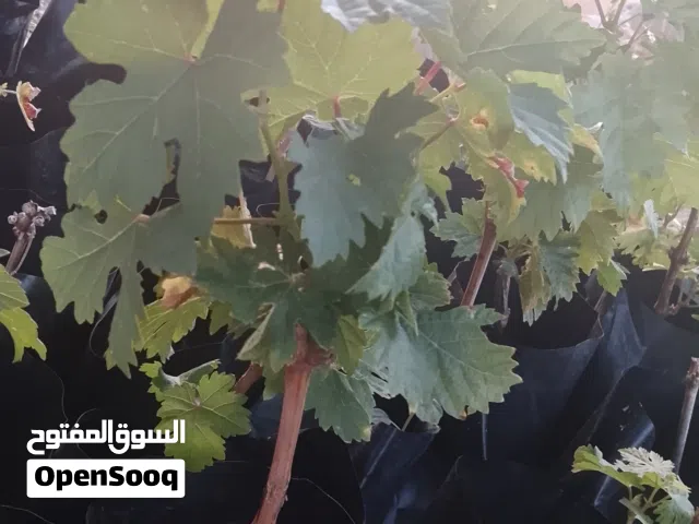 دوالي عجلوني