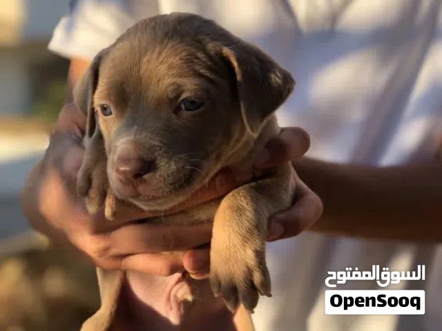 كلاب بيتبول بلو نوز للبيع