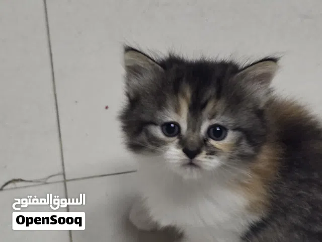 قطة شيرازى انثى