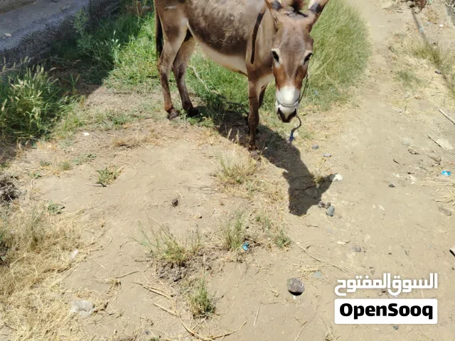 حمار سن صغير وهدي يستخدم للجاري والركوب