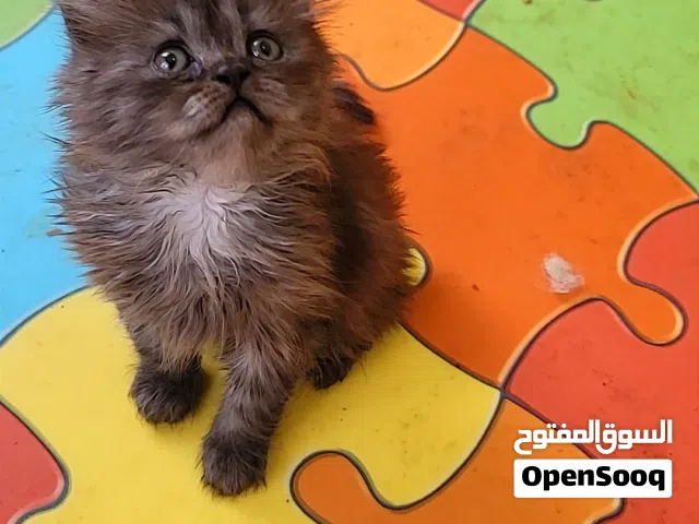 قطط شيرازي مشاء الله