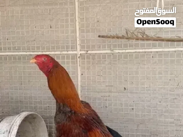 ديك باكستاني نسل ممتاز
