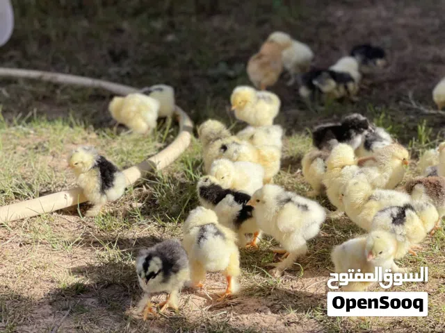 فلاليس براهما للبيع حضان طبيعي