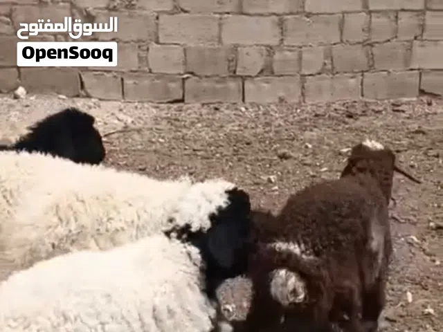 عقيقه ذبيحه نذر فدو بلدي للبيع الموقع سحاب