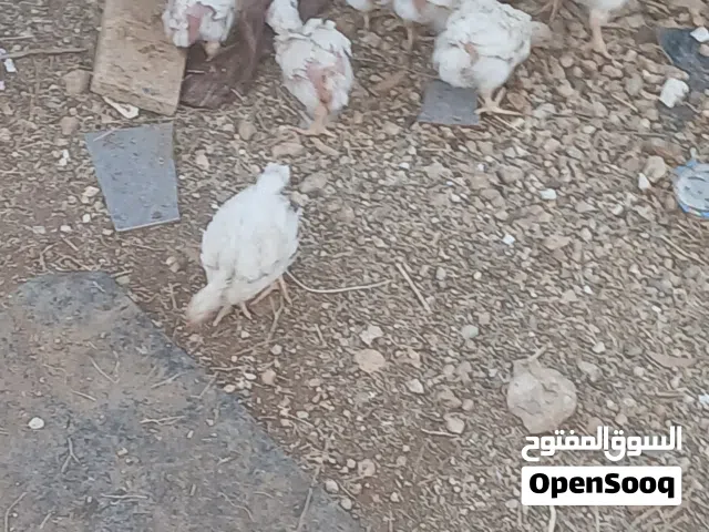 صوص لاحم عمر 27 يوم