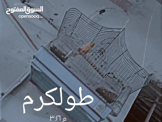 عصفور كناري ذكر للبيع بسعر مغري مع قفص فقط 120 شيكل طولكرم نزله مجمع الدكتور امجد بدران