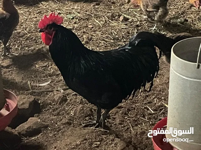 دجاج الفيومي