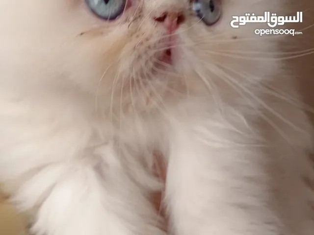 هيمالايا اورانج بيور بيكي فيس
