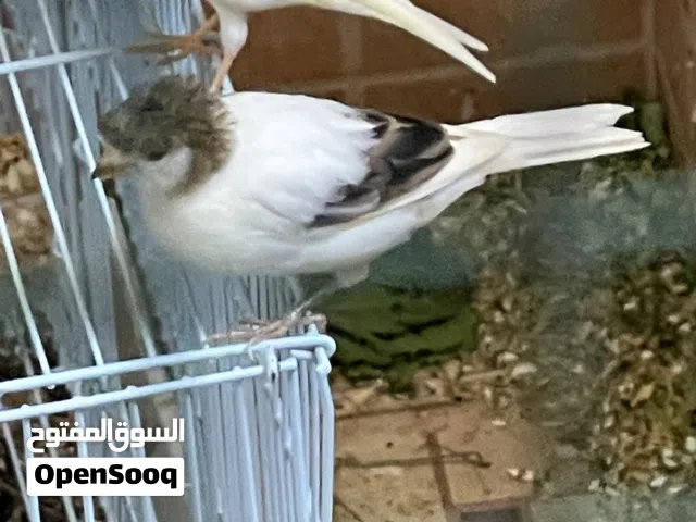 طيور كناري سوري جاهزة ومنتجة ( الحمد لله بصحة ممتازة ) يوجد ازواج وذكور