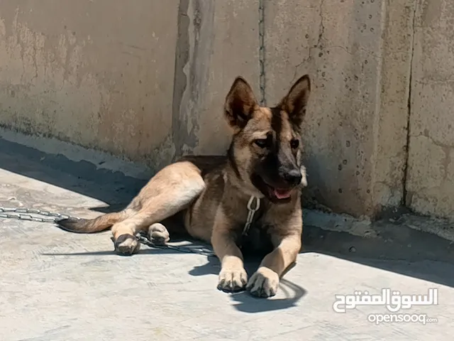 جرو بندوق الاب ملينو بيور و لام جيرمن شيبرد عمر 4 شهور ماخذ مطعوم لون مميز انثى