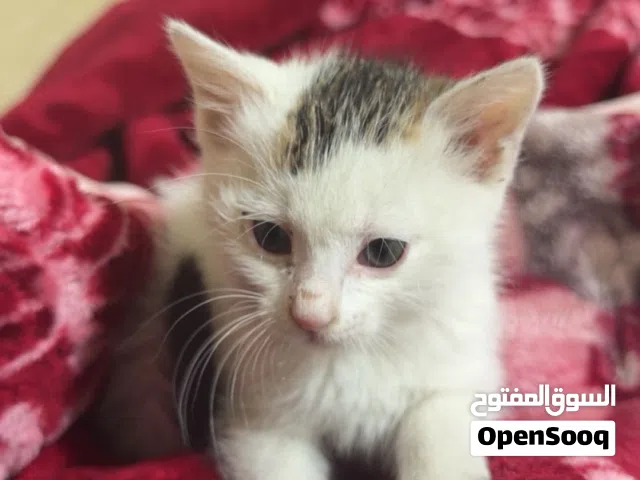 قطه للبيع السبب عدم التفرغ بسبب السفر