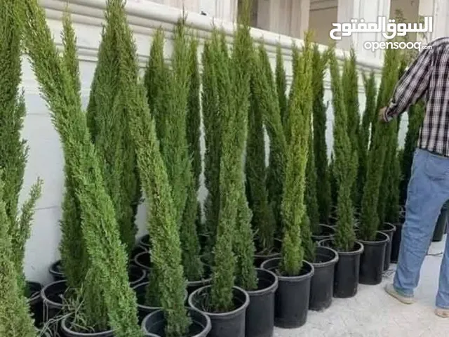 بعد إذن الإدارة شجر سرو توتم إيطالي ارتفاع من 160_180 سم السعر 7 دنانير يوجد زنزلخت إيطالي