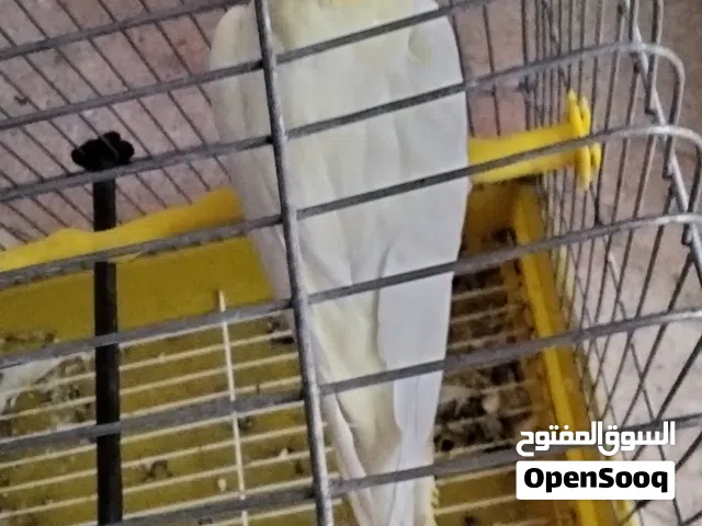 ببغاء كوكتيل للبيع مع القفص وكامل اغراضه اقرا الوصف صحه و نظافه واليف ذكر لون اصفر البينو
