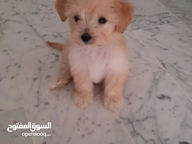 كانيش بيشون أنثى..العمر شهرين لمن يهمه الأمر يتصل على الواتساب