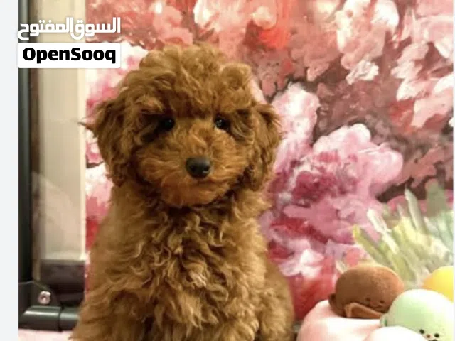 Toy poodle female