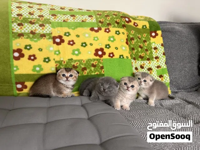 Super cute kittens very beautiful colors well trained