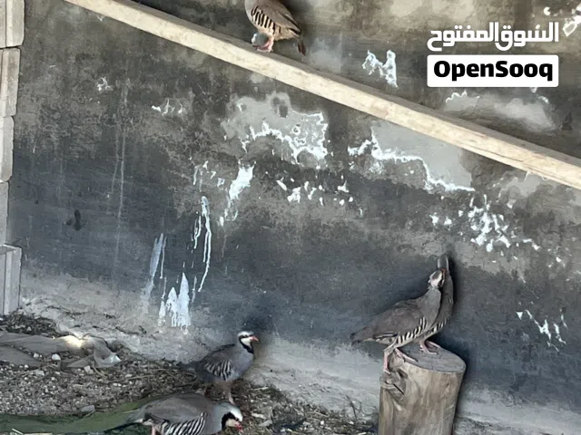 حجل ذكر واحد و أربع إناثي