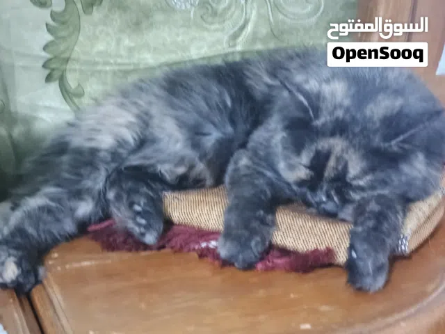 باكيج عائلة قطط كاملة وهادئة جداً (الأم مع 3 جهال وأغراضهم)