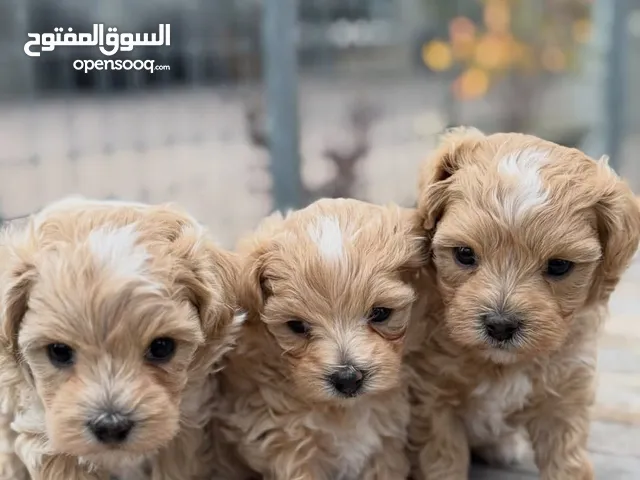 SUPER CUTE TOY MALTIPOO PUPPIES AVAILABLE